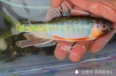 龍魚寄生蟲有什么表現嗎：龍魚寄生蟲有哪些表現