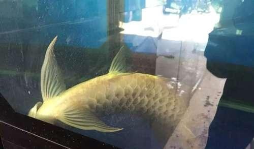 紅龍魚需要每天喂食嗎（紅龍魚需要每天喂食嗎視頻）