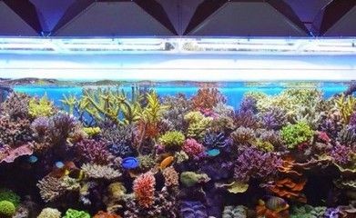 魚缸水發(fā)白霧蒙蒙的換水能解決嗎