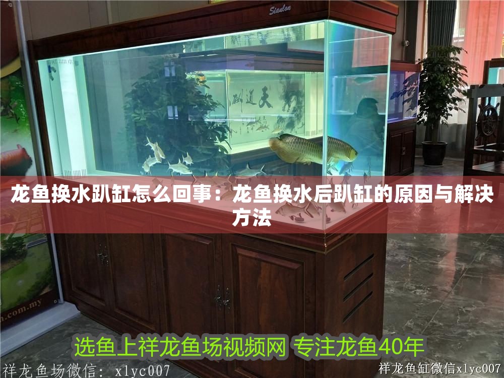龍魚換水趴缸怎么回事：龍魚換水后趴缸的原因與解決方法