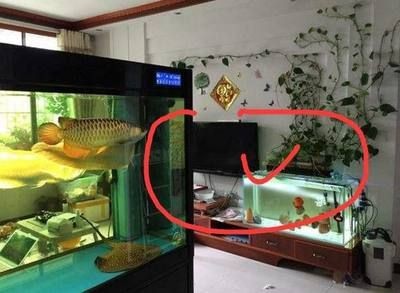 魚缸風水禁忌詳解：魚缸五行屬水的風水禁忌和注意事業風水禁忌和注意事業