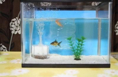 魚缸風水禁忌詳解：魚缸五行屬水的風水禁忌和注意事業風水禁忌和注意事業