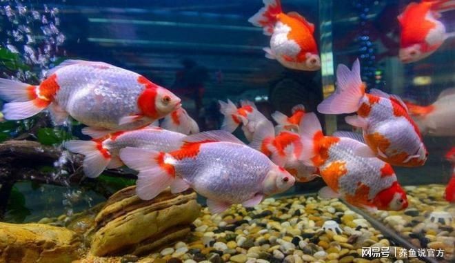 雷龍魚糧會吃膩嗎:如何判斷雷龍魚吃膩 龍魚百科 第3張 雷龍魚糧會吃膩嗎:如何判斷雷龍魚吃膩 雷龍魚糧會吃膩嗎:如何判斷雷龍魚吃膩 龍魚百科 第3張