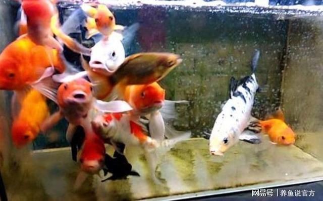 雷龍魚糧會吃膩嗎:如何判斷雷龍魚吃膩 龍魚百科 第5張 雷龍魚糧會吃膩嗎:如何判斷雷龍魚吃膩 雷龍魚糧會吃膩嗎:如何判斷雷龍魚吃膩 龍魚百科 第5張