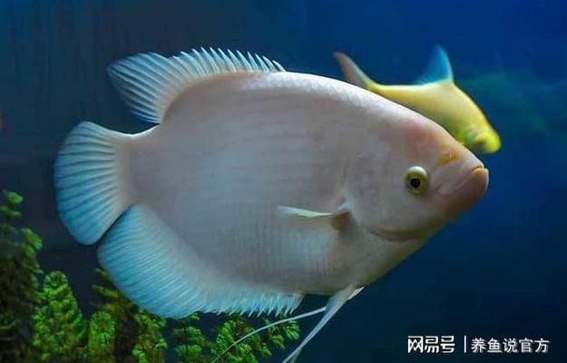 雷龍魚糧會吃膩嗎:如何判斷雷龍魚吃膩 龍魚百科 第4張 雷龍魚糧會吃膩嗎:如何判斷雷龍魚吃膩 雷龍魚糧會吃膩嗎:如何判斷雷龍魚吃膩 龍魚百科 第4張