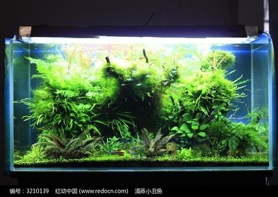 好魚缸和普通魚缸魚缸區別大嗎圖片（好魚缸和普通魚缸區別大嗎）