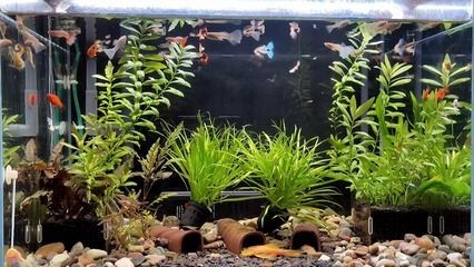 埃及神仙魚缸內植物選擇：埃及品神仙魚的飼養要點及植物選擇