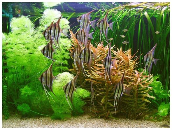 埃及神仙魚缸內植物選擇：埃及品神仙魚的飼養要點及植物選擇