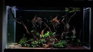 埃及神仙魚缸內植物選擇：埃及品神仙魚的飼養要點及植物選擇