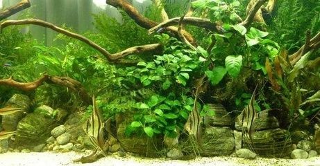埃及神仙魚缸內植物選擇：埃及品神仙魚的飼養要點及植物選擇