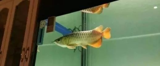 龍魚入缸一周怕人（龍魚入缸一周后怕人怎么辦） 龍魚入缸一周怕人（龍魚入缸一周后怕人怎么辦） 龍魚百科 第1張