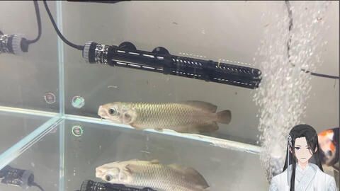 龍魚入缸一周怕人（龍魚入缸一周后怕人怎么辦） 龍魚入缸一周怕人（龍魚入缸一周后怕人怎么辦） 龍魚百科 第5張