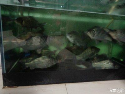 海寧魚缸如何選擇：亞克力魚缸養(yǎng)護(hù)秘籍亞克力魚缸養(yǎng)護(hù)秘籍亞克力魚缸 海寧魚缸如何選擇：亞克力魚缸養(yǎng)護(hù)秘籍亞克力魚缸養(yǎng)護(hù)秘籍亞克力魚缸 魚缸百科 第4張