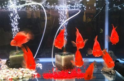 魚缸和魚的故事：魚缸養魚的教育意義