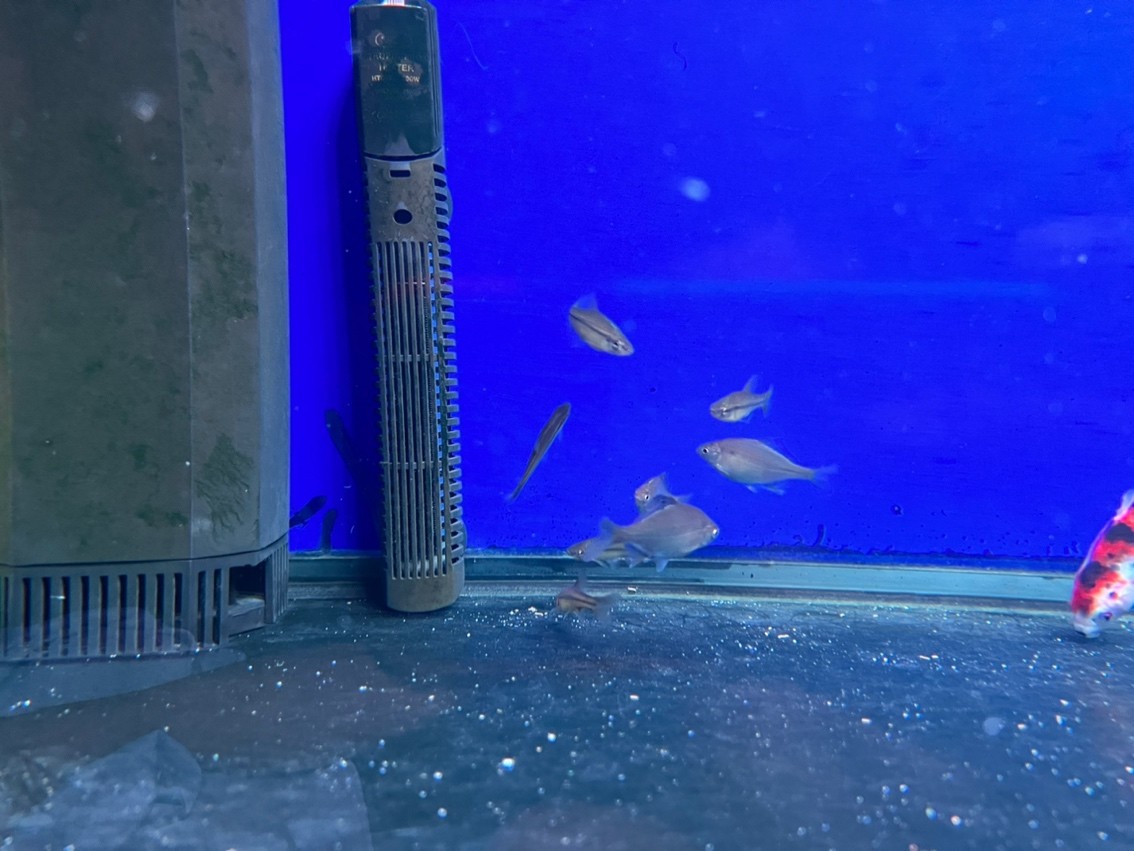 假一眉