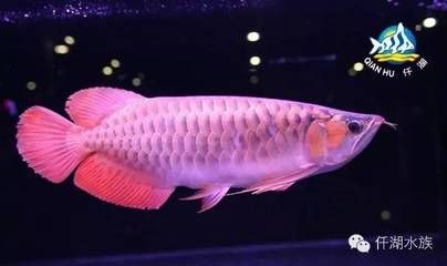 葫蘆島水族批發市場的價格范圍，葫蘆島水族批發市場價格