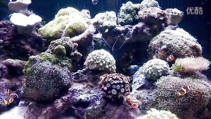 天價魚缸：關于天價魚缸的詳細解析