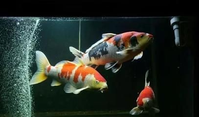天價魚缸：關于天價魚缸的詳細解析