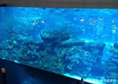 天價魚缸：關于天價魚缸的詳細解析
