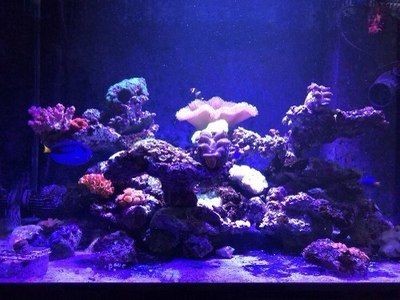 天價魚缸：關于天價魚缸的詳細解析
