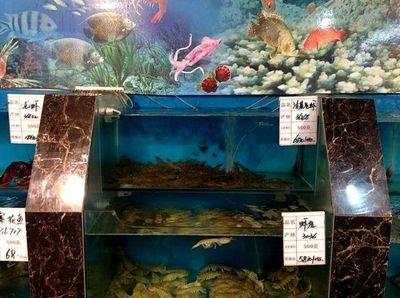 天價魚缸：關于天價魚缸的詳細解析