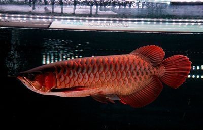 龍魚水質檢測哪些不合格的：龍魚水質檢測中的不及格指標