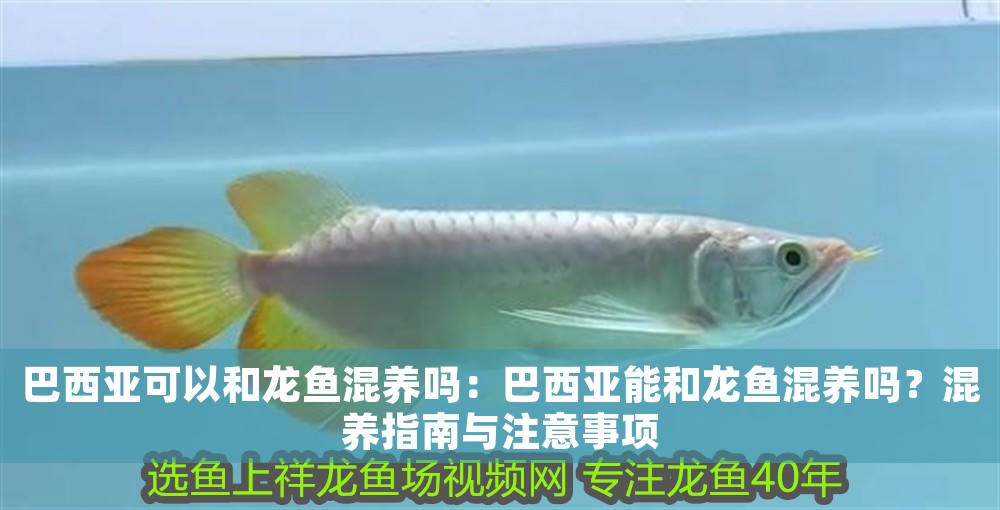巴西亞可以和龍魚混養嗎：巴西亞能和龍魚混養嗎？混養指南與注意事項