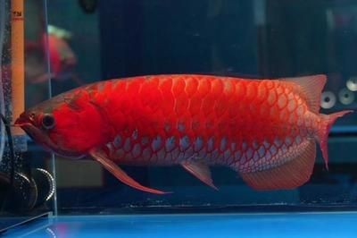 龍魚用鹽多長時間：龍魚在健康狀態下不需要常規加鹽 龍魚用鹽多長時間：龍魚在健康狀態下不需要常規加鹽 龍魚百科 第1張