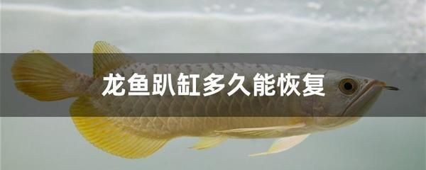 龍魚用鹽多長時間：龍魚在健康狀態下不需要常規加鹽 龍魚用鹽多長時間：龍魚在健康狀態下不需要常規加鹽 龍魚百科 第3張