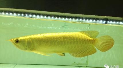 西安曲江新區(qū)（大明宮）久鼎<strong><mark>永泰</mark></strong>水族館
