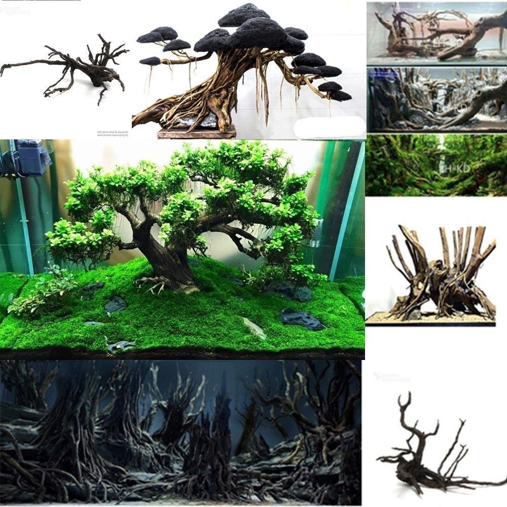 迎客松適合放入海景魚缸造景嗎？：水草缸與海景魚缸的區(qū)別 迎客松適合放入海景魚缸造景嗎？：水草缸與海景魚缸的區(qū)別 魚缸百科 第1張