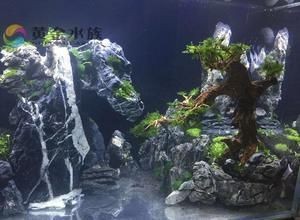 迎客松適合放入海景魚缸造景嗎？：水草缸與海景魚缸的區(qū)別 迎客松適合放入海景魚缸造景嗎？：水草缸與海景魚缸的區(qū)別 魚缸百科 第3張