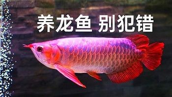 養龍魚的危害大嗎為什么不能養：養龍魚對家庭來說存在諸多挑戰和風險