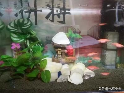 魚缸適宜的光照周期設置：在水族箱中設置合理的光照周期對于魚類的健康生長至關重要 魚缸適宜的光照周期設置：在水族箱中設置合理的光照周期對于魚類的健康生長至關重要 魚缸百科 第4張