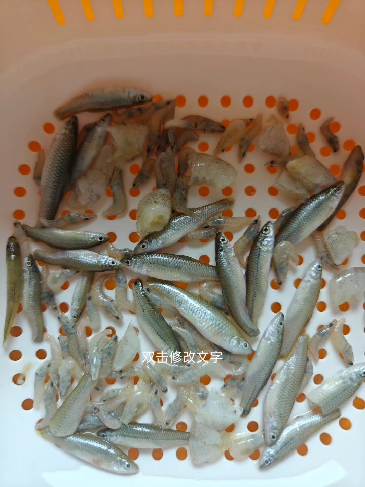黃河口速凍魚食