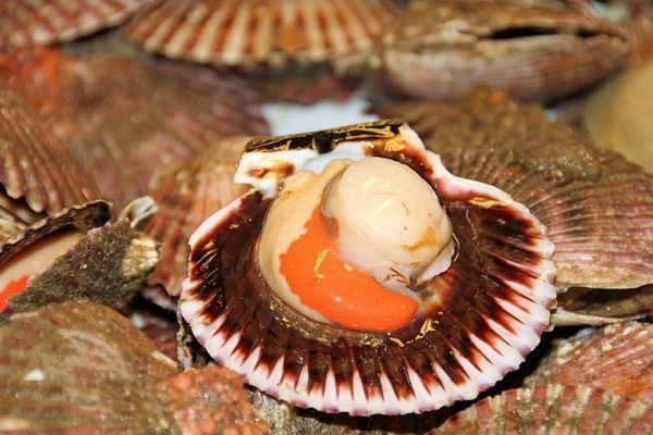食用龍魚做法大全竅門，如何挑選新鮮龍魚，龍魚食譜創意搭配
