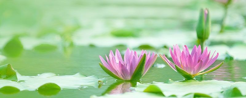 水蔥在魚缸中的作用：水蔥在魚缸中不僅能凈化水質，還能提供凈化水質和提供氧氣