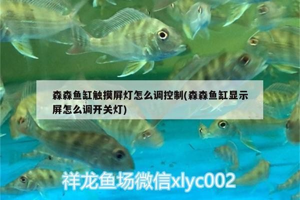 深圳海鴻水族貿易有限公司（深圳海鴻水族貿易有限公司怎么樣） 深圳海鴻水族貿易有限公司（深圳海鴻水族貿易有限公司怎么樣） 全國水族館企業名錄