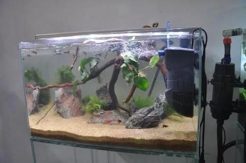貝意品魚缸（貝意品魚缸維護技巧）