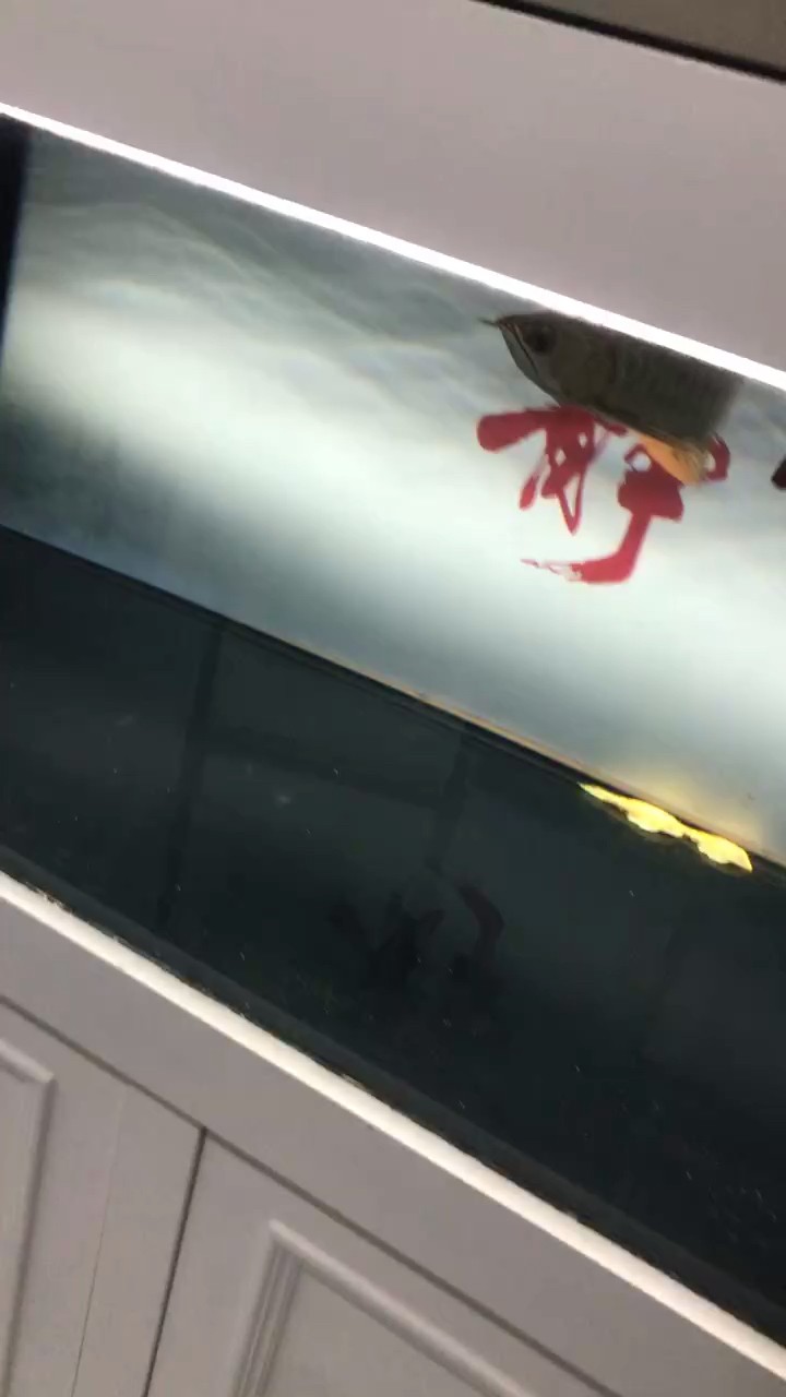 小金龍呆滯 小金龍呆滯 龍魚論壇