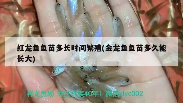 紅龍魚魚苗多長時間繁殖(金龍魚魚苗多久能長大)