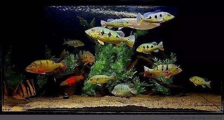 極魚魚缸官網：成都極魚魚缸官網 極魚魚缸官網：成都極魚魚缸官網 魚缸百科 第5張