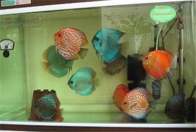 極魚魚缸官網：成都極魚魚缸官網 極魚魚缸官網：成都極魚魚缸官網 魚缸百科 第4張