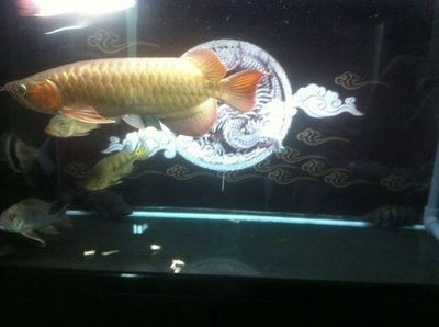 好的紅龍魚多少錢一條：紅龍魚價(jià)格波動(dòng)原因如何辨別紅龍魚市場(chǎng)價(jià)格波動(dòng)原因 好的紅龍魚多少錢一條：紅龍魚價(jià)格波動(dòng)原因如何辨別紅龍魚市場(chǎng)價(jià)格波動(dòng)原因 龍魚百科 第4張