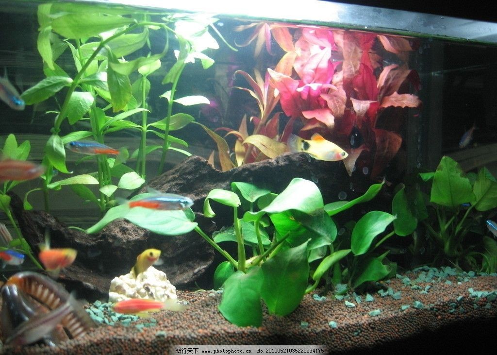 熱帶魚的魚缸里需要多養水草嗎，如何選擇適合熱帶魚的水草？