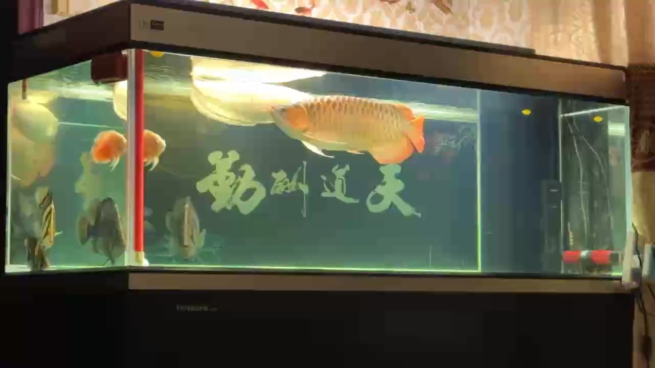 昨晚打虎，今晚干黃化