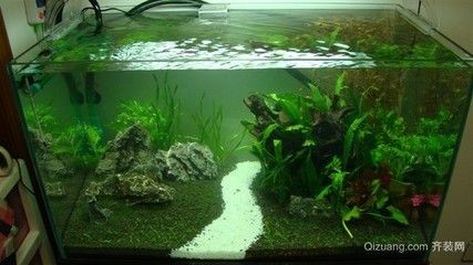 熱帶魚缸欣賞（熱帶魚缸欣賞要點） 熱帶魚缸欣賞（熱帶魚缸欣賞要點） 魚缸百科 第3張