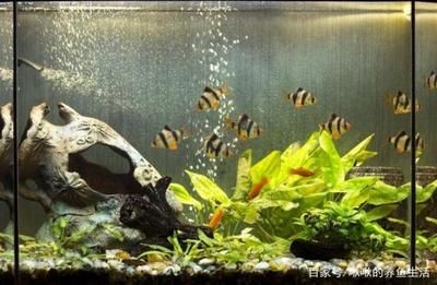 熱帶魚缸欣賞（熱帶魚缸欣賞要點） 熱帶魚缸欣賞（熱帶魚缸欣賞要點） 魚缸百科 第4張