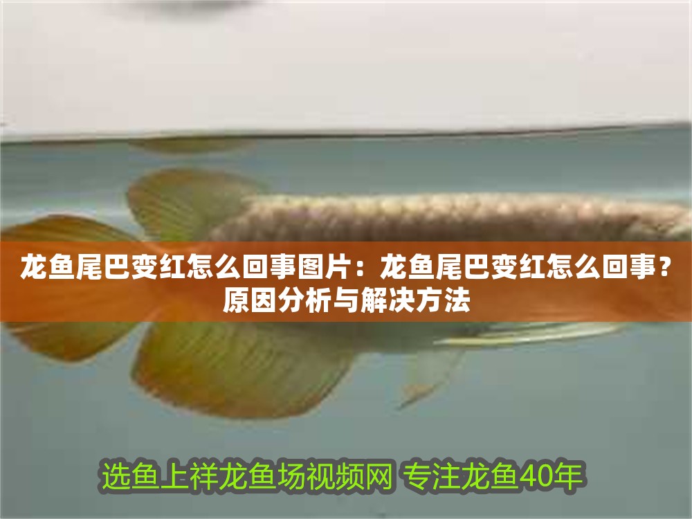 龍魚尾巴變紅怎么回事圖片:龍魚尾巴變紅怎么回事?原因分析與解決方法