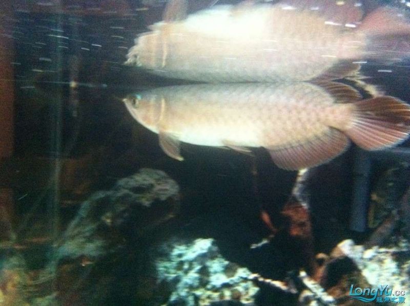 美國養龍魚